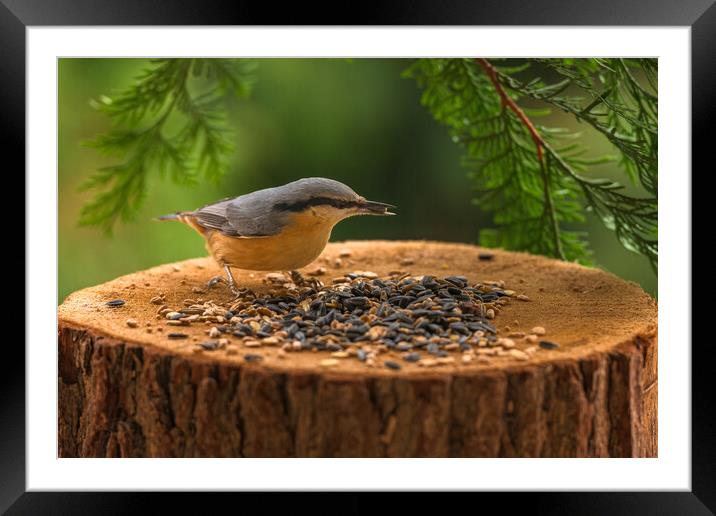 Eurasian nuthatch, Sitta europaea, feeding on sunflower seeds. Framed Mounted Print by Andrea Obzerova