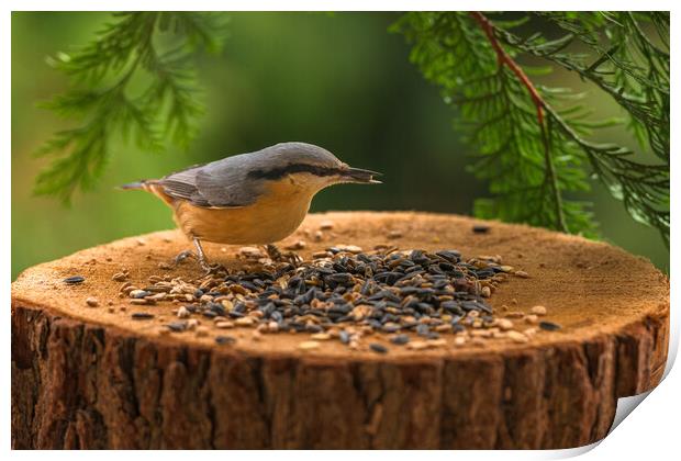 Eurasian nuthatch, Sitta europaea, feeding on sunflower seeds. Print by Andrea Obzerova