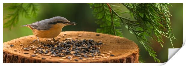 Eurasian nuthatch, Sitta europaea, feeding on sunflower seeds. Print by Andrea Obzerova