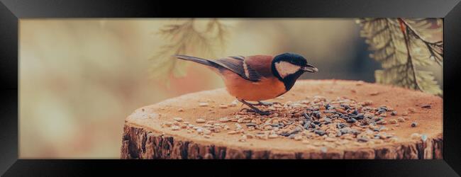 Great tit, Parus major, feeding on sunflower seeds. Framed Print by Andrea Obzerova