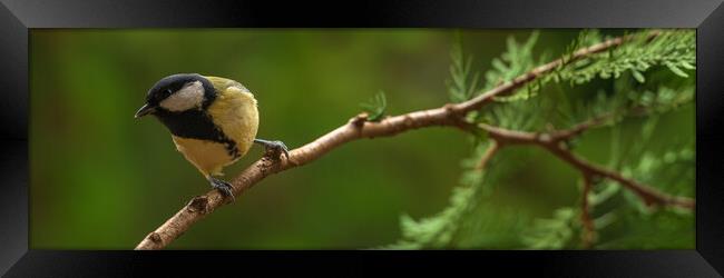 Great tit, Parus major, sitting on a branch.  Framed Print by Andrea Obzerova