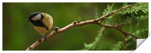 Great tit, Parus major, sitting on a branch.  Print by Andrea Obzerova