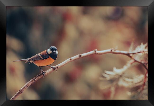 Great tit, Parus major, sitting on a branch.  Framed Print by Andrea Obzerova