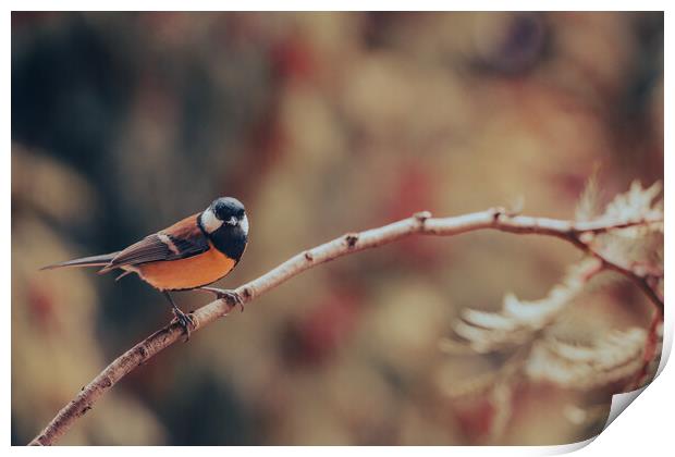 Great tit, Parus major, sitting on a branch.  Print by Andrea Obzerova