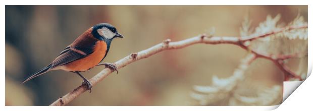 Great tit, Parus major, sitting on a branch.  Print by Andrea Obzerova