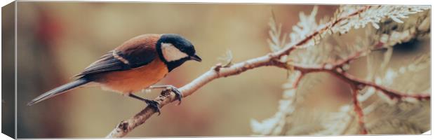 Great tit, Parus major, sitting on a branch.  Canvas Print by Andrea Obzerova