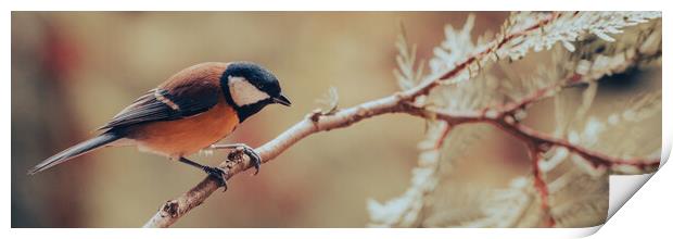 Great tit, Parus major, sitting on a branch.  Print by Andrea Obzerova