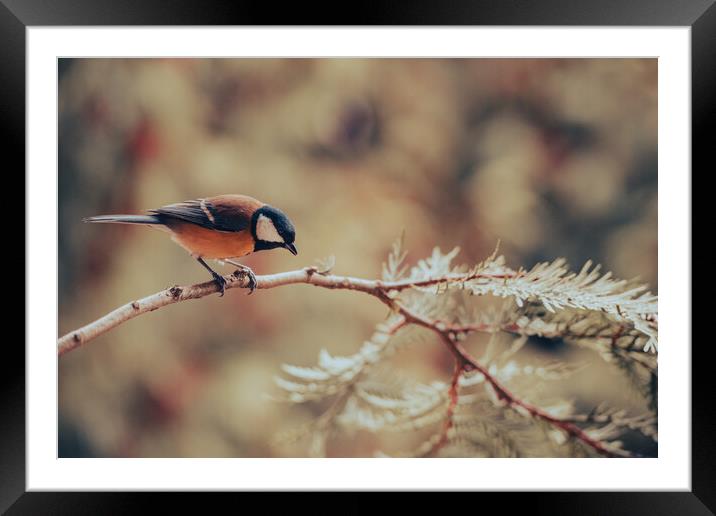 Great tit, Parus major, sitting on a branch.  Framed Mounted Print by Andrea Obzerova