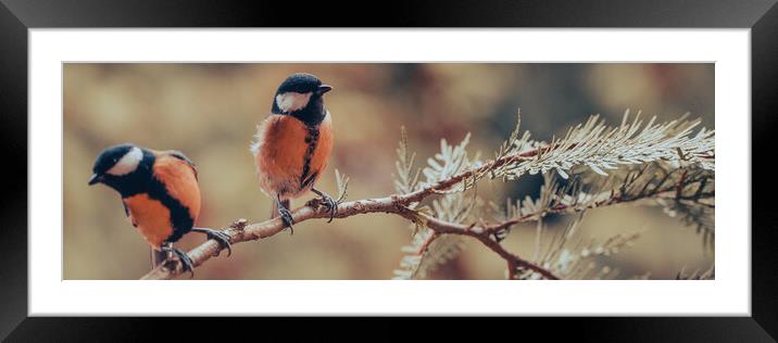 Great tit, Parus major, sitting on a branch.  Framed Mounted Print by Andrea Obzerova
