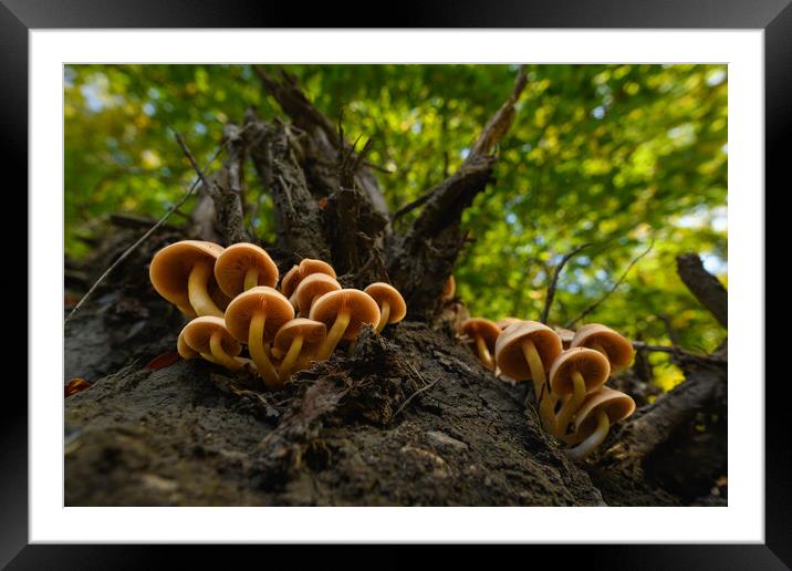 Seasonal mushrooms autumn background. Framed Mounted Print by Andrea Obzerova