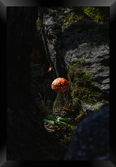 Seasonal mushrooms autumn background. Framed Print by Andrea Obzerova