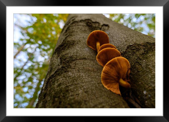 Seasonal mushrooms autumn background. Framed Mounted Print by Andrea Obzerova