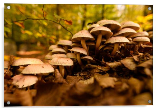 Seasonal mushrooms autumn background. Acrylic by Andrea Obzerova
