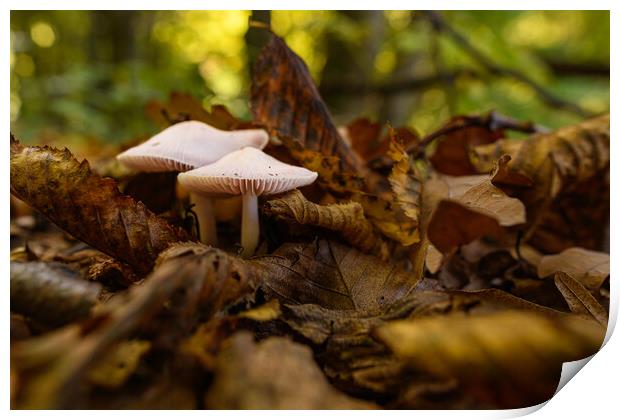 Seasonal mushrooms autumn background. Print by Andrea Obzerova