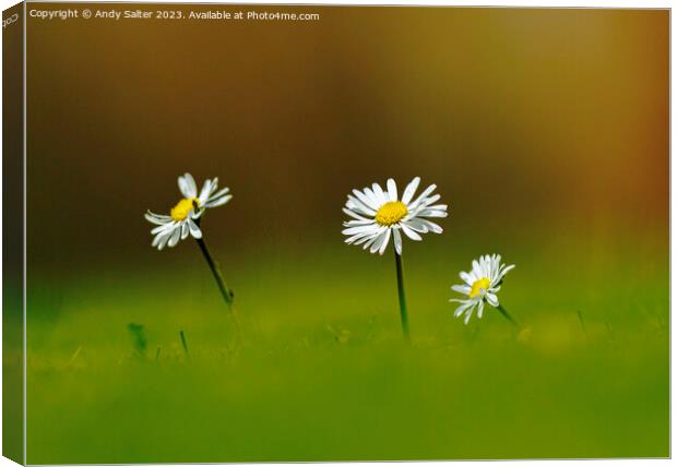 Daisies Canvas Print by Andy Salter