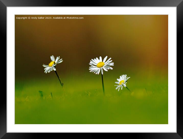 Daisies Framed Mounted Print by Andy Salter