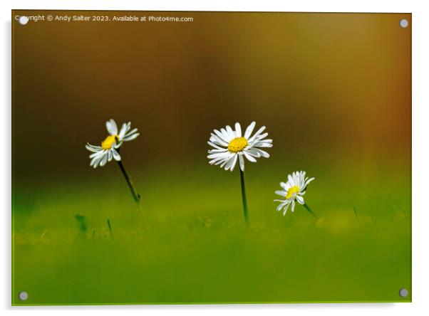 Daisies Acrylic by Andy Salter