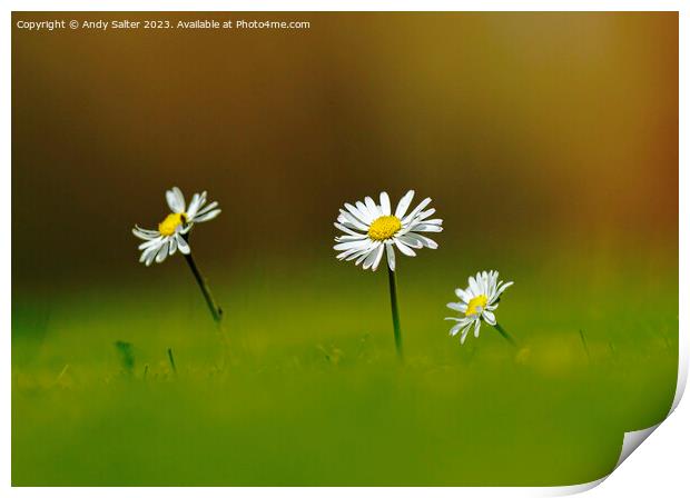 Daisies Print by Andy Salter