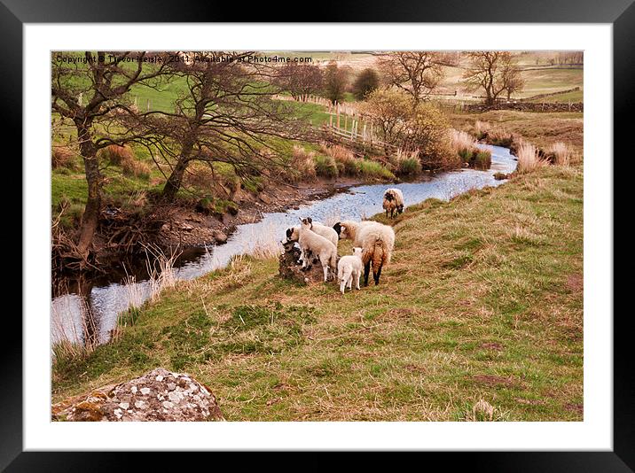 Rural Scene - Yorks Dales Framed Mounted Print by Trevor Kersley RIP