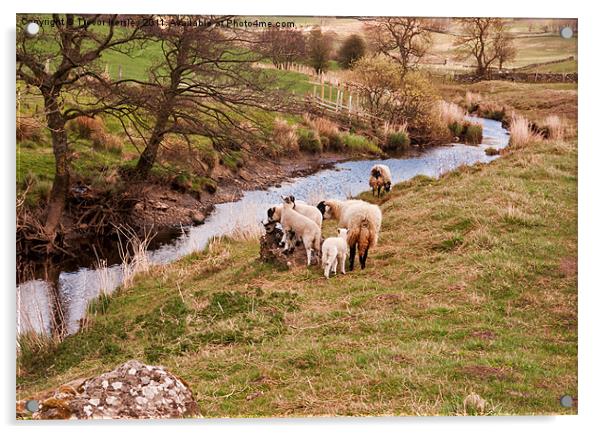 Rural Scene - Yorks Dales Acrylic by Trevor Kersley RIP