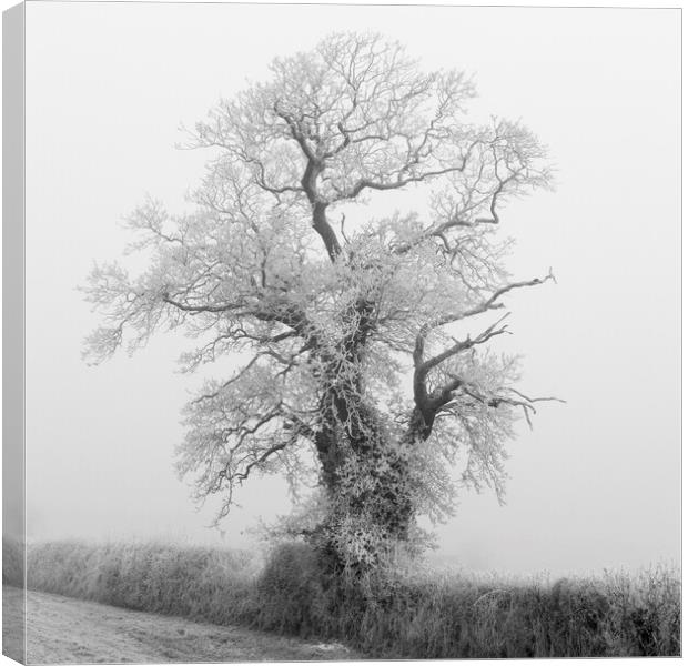 Fog and Frost Canvas Print by Kevin Howchin