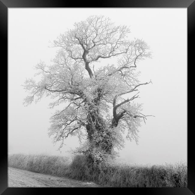 Fog and Frost Framed Print by Kevin Howchin