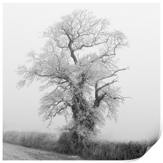 Fog and Frost Print by Kevin Howchin