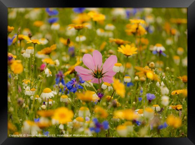 meadow flower soft focus Framed Print by Simon Johnson