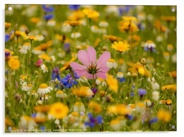 meadow flower soft focus Acrylic by Simon Johnson
