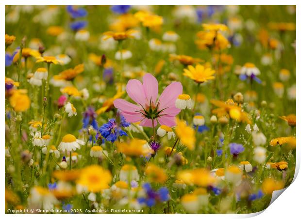meadow flower soft focus Print by Simon Johnson