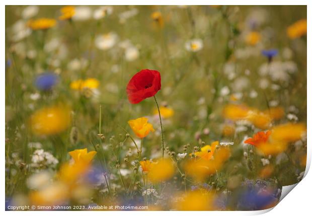 Poppy flower soft focus Print by Simon Johnson