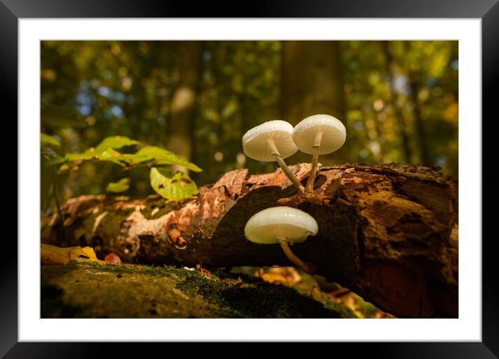 Wild mushroom. Framed Mounted Print by Andrea Obzerova