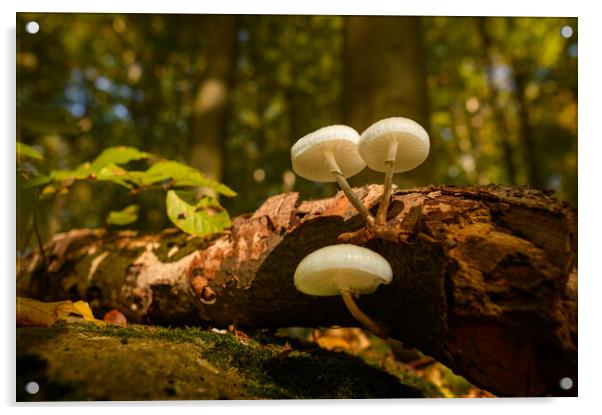 Wild mushroom. Acrylic by Andrea Obzerova