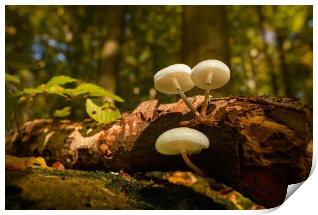 Wild mushroom. Print by Andrea Obzerova