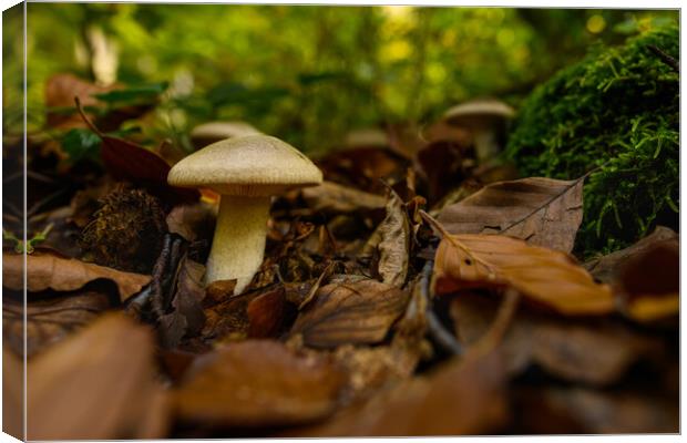 Seasonal mushrooms autumn background. Canvas Print by Andrea Obzerova