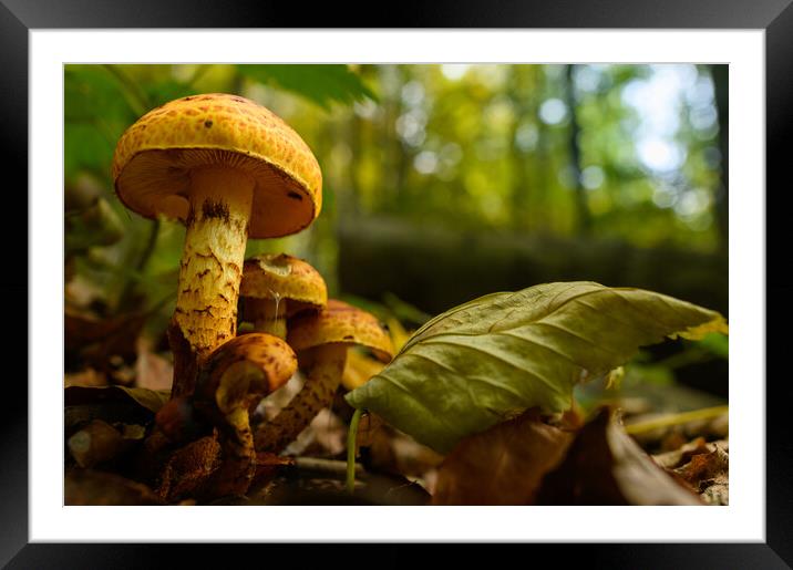 Seasonal mushrooms autumn background. Framed Mounted Print by Andrea Obzerova