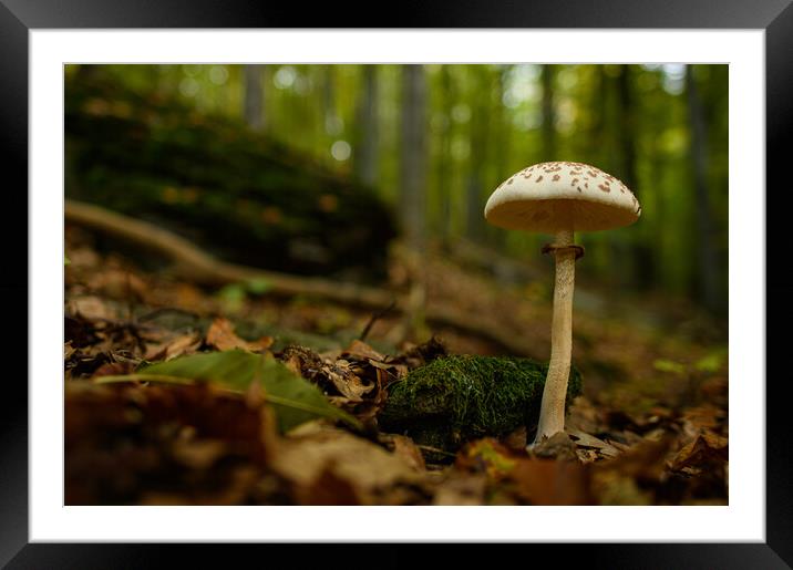 Inedible mushrooms growing in their natural forest habitat. Framed Mounted Print by Andrea Obzerova