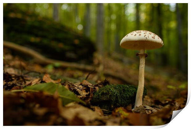 Inedible mushrooms growing in their natural forest habitat. Print by Andrea Obzerova