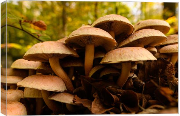 Inedible mushrooms growing in their natural forest habitat.  Canvas Print by Andrea Obzerova