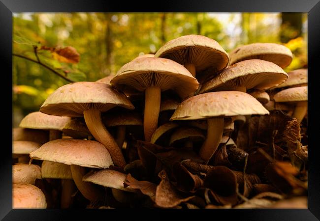 Inedible mushrooms growing in their natural forest habitat.  Framed Print by Andrea Obzerova