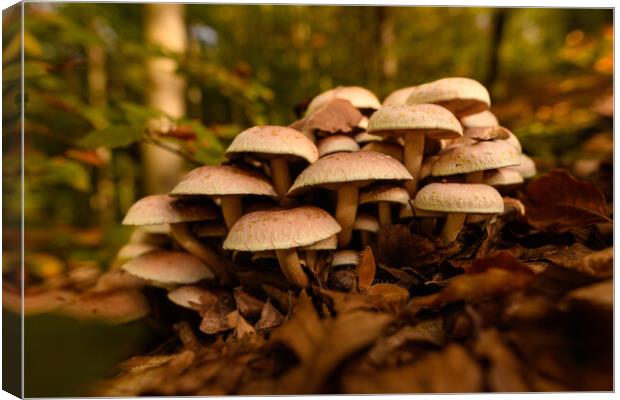 Inedible mushrooms growing in their natural forest habitat. Canvas Print by Andrea Obzerova