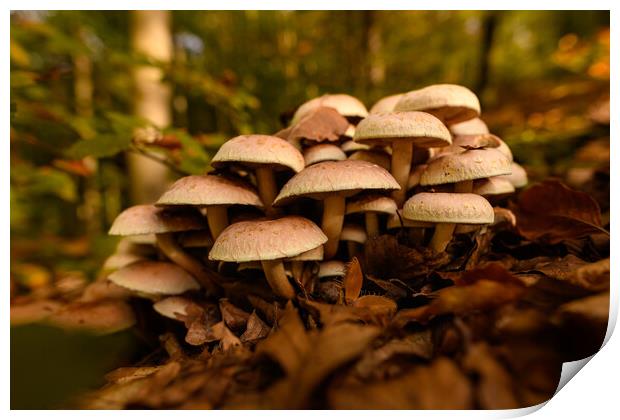 Inedible mushrooms growing in their natural forest habitat. Print by Andrea Obzerova