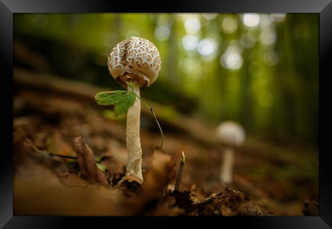 Inedible mushrooms growing in their natural forest habitat. Framed Print by Andrea Obzerova