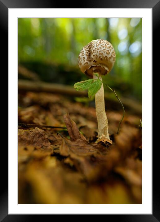 Inedible mushrooms growing in their natural forest habitat. Framed Mounted Print by Andrea Obzerova