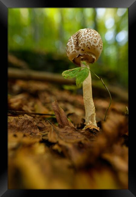 Inedible mushrooms growing in their natural forest habitat. Framed Print by Andrea Obzerova