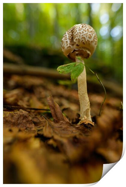 Inedible mushrooms growing in their natural forest habitat. Print by Andrea Obzerova