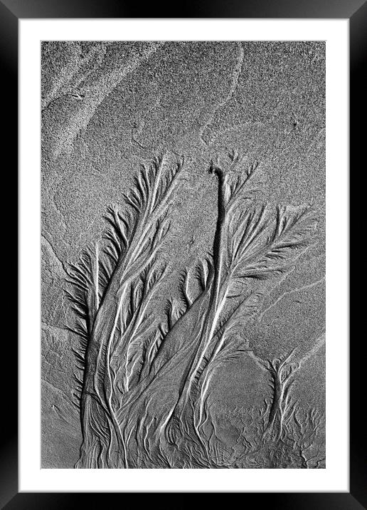 Sand Trees Framed Mounted Print by Kevin Howchin