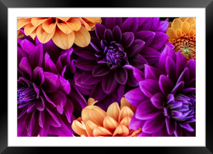 Dahlia flowers background. Framed Mounted Print by Andrea Obzerova
