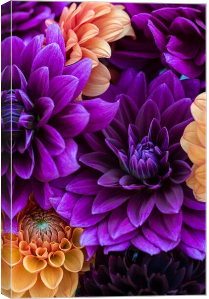 Dahlia flowers background. Canvas Print by Andrea Obzerova