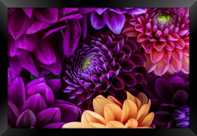 Dahlia flowers background. Framed Print by Andrea Obzerova